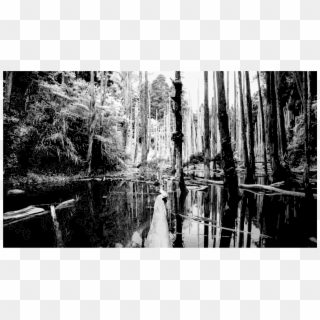 Medium Image - Black And White Wetland, HD Png Download