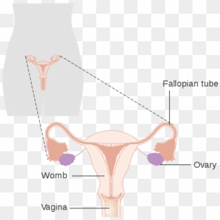 Diagram Showing The Position Of The Vagina Cruk - Ausencia Congenita De Vagina, HD Png Download