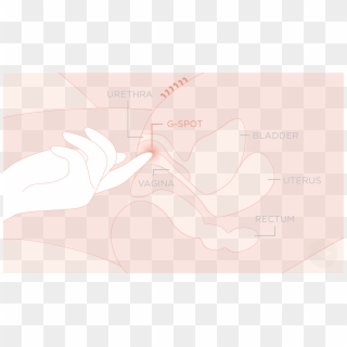 Learn To Find Out The Location Of The G-spot, HD Png Download