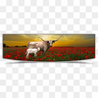 Lutt Longhorns Cows Banner Image - Tulip, HD Png Download