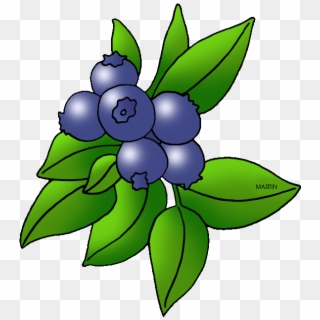 Picture Royalty Free Library Image Of Blueberry Blueberries - Transparent Berry Clipart, HD Png Download
