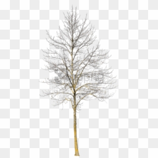 Free Png Download Deciduous Trees In Winter Png Images - Winter Tree Cut Out, Transparent Png