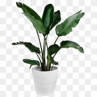 Plants Plant Leaf Arecaceae Palm Branch Green Clipart, HD Png Download