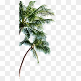 Bahamas Clipart Palm Tree - Palmeras Png Para Photoshop, Transparent Png
