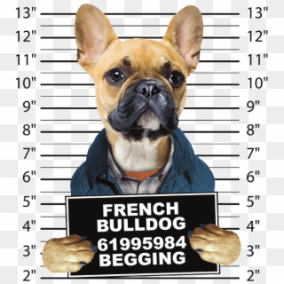 French Bulldog Mug Shot - Dog Mug Shots, HD Png Download