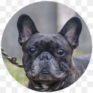 Stoli The French Bulldog, HD Png Download