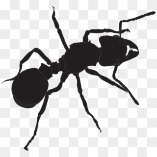 595 X 559 1 - Ant, HD Png Download