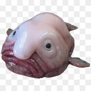 Animalthe Infamous Blobfish - Blob Fish Cut Out, HD Png Download