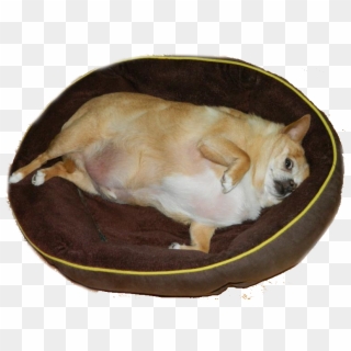 Animals Without Neck Meme , Png Download - Fat Chihuahua, Transparent Png