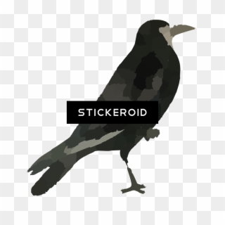 Raven Bird Hd , Png Download - Raven Transparent Background Black, Png Download