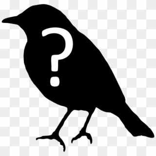 Ask An Ornithologist Ⓒ, HD Png Download