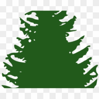 Fir Tree Clipart Redwood, HD Png Download