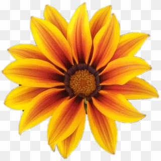 #fleur #flower #orange #orangeflower #fleurorange #nature - Colorful Flower Png Vector, Transparent Png