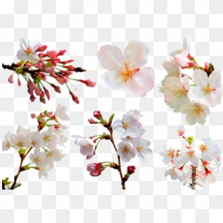 Cherry Blossoms Png Image File - Japan Sakura Forecast 2019, Transparent Png