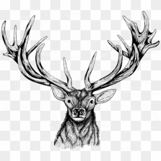 Deer Head - Elk Head Illustration, HD Png Download