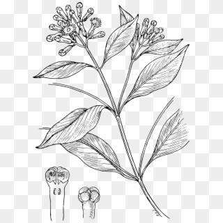 2000 X 2791 2 - Clove Plant Drawing, HD Png Download