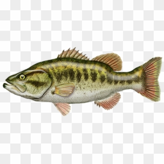 Click And Drag To Re-position The Image, If Desired - Largemouth Bass, HD Png Download