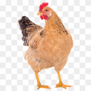 50 Swiss Francs E - Chicken Image Download, HD Png Download