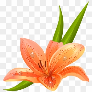 Orange Flowers Png - Lily Vector, Transparent Png