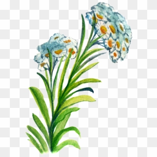 Hand-painted Flower Cartoon Transparent Watercolor, HD Png Download