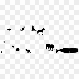 Animals Sorted Left To Right Increasing In 'weight',, HD Png Download