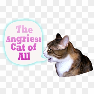 I Am A Very Angry Cat, HD Png Download