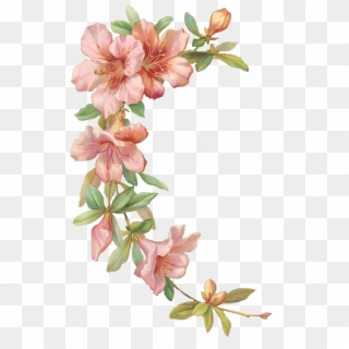 Vector Free Library Azalea Drawing Flower Tattoo - Marco De Flores Png,  Transparent Png - 736x1145(#1984007) - PngFind