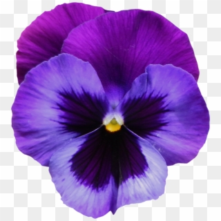 Flower Tattoo Clipart Violet - Violet Flower, HD Png Download