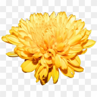 Chrysanthemum Png Free Download - Chrysanthemum Flower Clipart Transparent, Png Download