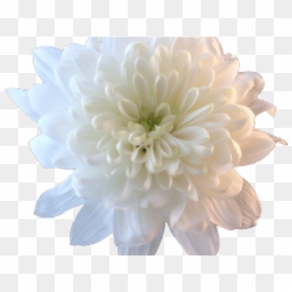 Chrysanthemum Clipart Transparent - White Flower Png Aesthetic, Png Download