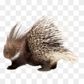 It Will Launch A Backward Attack, Ramming Its Rear - Porcupine Png, Transparent Png