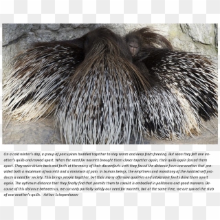 Porcupine Story - New World Porcupine, HD Png Download