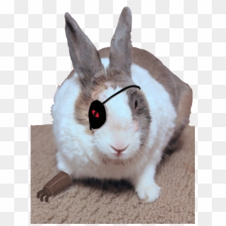Yo - Rabbit With Eye Patch, HD Png Download