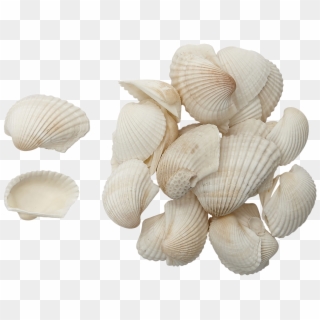 Caribbean Ark Shells 2-3 1 Gallon , Png Download, Transparent Png