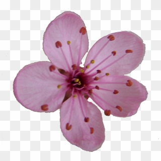 Sakura Blossom Clipart Orange - Cherry Blossom Single Flower, HD Png Download