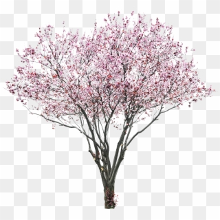Transparent Png