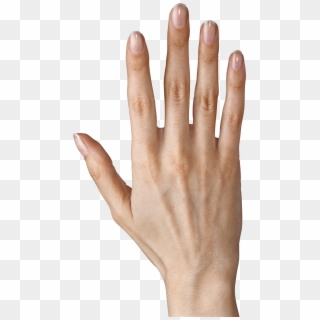 Hand Showing Five Fingers Png Clipart Image - Fingers Transparent, Png Download