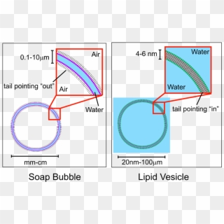 Lipid Vesicle Vs Soap Bubble - Soap Lipids, HD Png Download