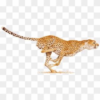 Claw Clipart Cheetah - Cheetah Png Clipart, Transparent Png