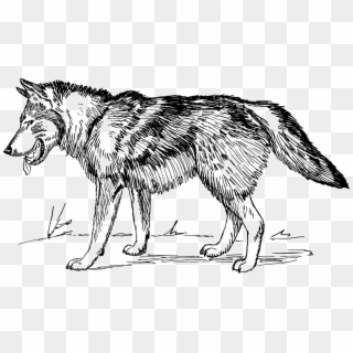 Wolf Line Drawing - Wolf Clip Art Black And White, HD Png Download
