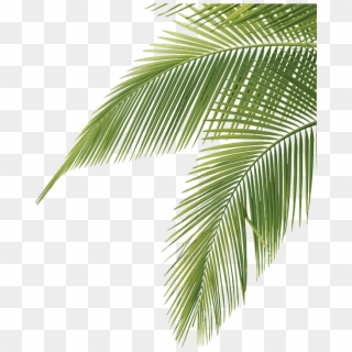 Palm Tree Leaves - Palm Tree Leaves Png, Transparent Png
