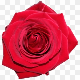 Valentine's Day Png Images And Clipart Pictures - Red Rose Top Png, Transparent Png