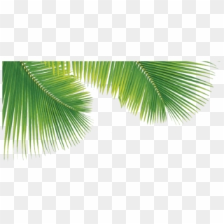 Png Palm Trees Leaves , Png Download - Palm Tree Leaves Pngs, Transparent Png