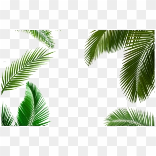 Palm Tree Leaf, Palm Tree Transparent Leaf, Palm Tree - Palm Tree Png, Png Download