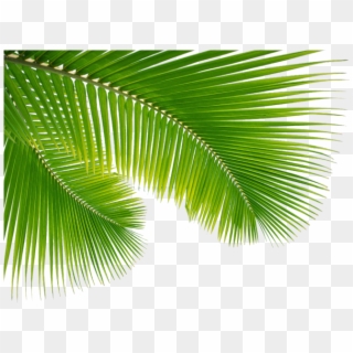 Palm Tree Leaf Png Clip Art Escobar Cleaning Services, Transparent Png