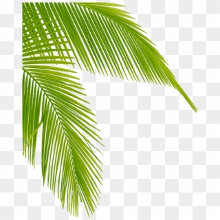 Download Transparent Palm Tree Leaves Png Clipart Leaf - Palm Tree Leaf Png, Png Download