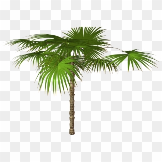 Vector Free Download Real Palm Tree With Ornaments - Palm Trees Png High Resolution, Transparent Png