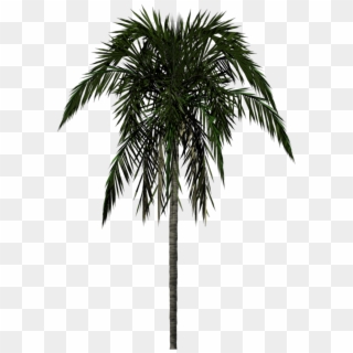 Palm Tree Png, Transparent Png