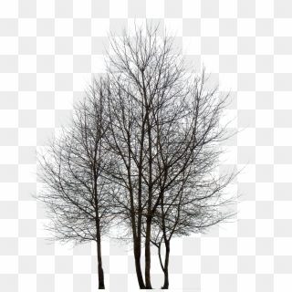 Tree Png Black And White - Multiple Trees Drawings, Transparent Png