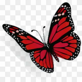 Buterffly Mariposa Mariposas Mariposas❤ Mariposas @95 - Black And Orange Butterfly Png, Transparent Png
